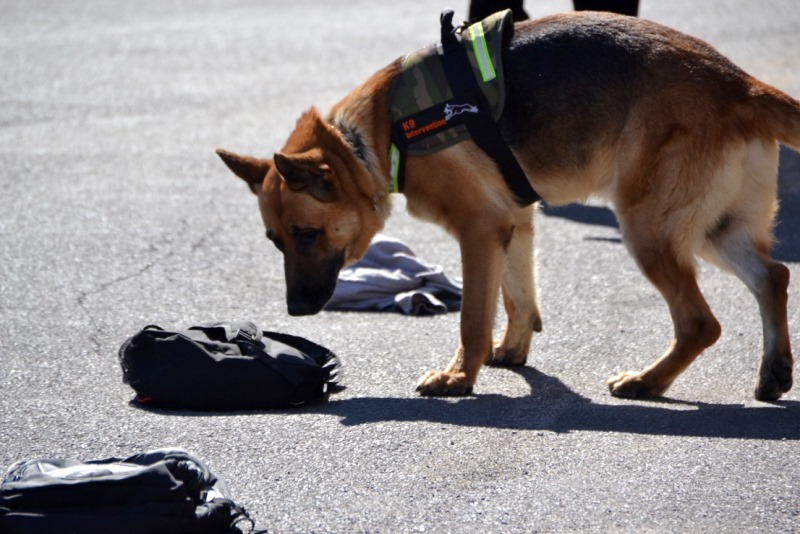Operational Security K9 Intervention