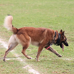 K9 Boot Camp Sniffing Dog