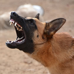 Dog Protection Training
