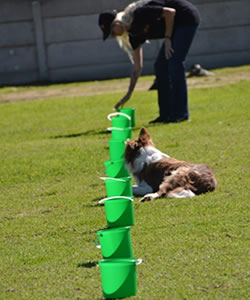 K9 BootCamp1
