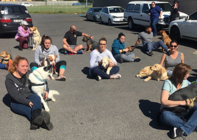 dog training cape town