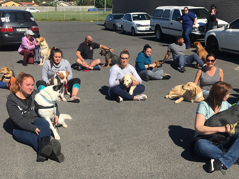 dog training cape town
